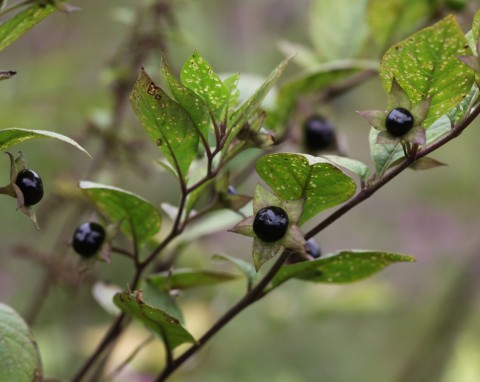 Pokrzyk wilcza jagoda (Atropa belladonna)