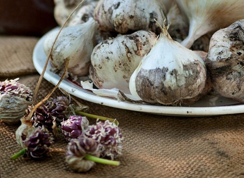Do sadzenia możemy wykorzystać zdrowe ząbki czosnku lub cebulki powietrzne wytwarzane przez odmiany ozime.