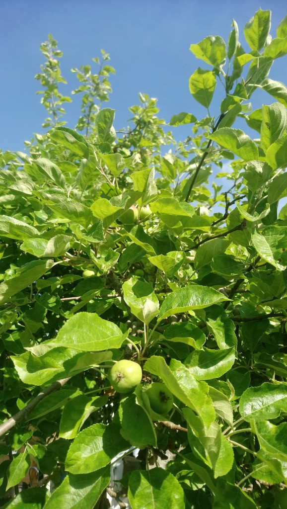 Rośliny, Lato.......................... - ................i jabłuszka rosną..................