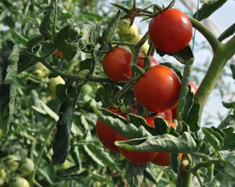 Jak pozbyć się mączlika na pomidorach? Pomaga oprysk ze starej rośliny