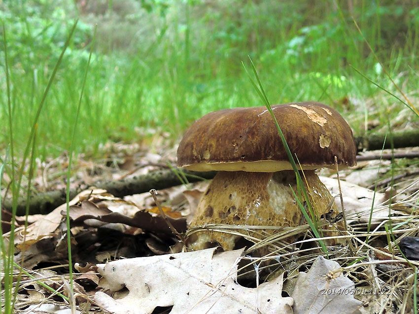 Leśne klimaty, dary lasu  na Dzień Dziecka