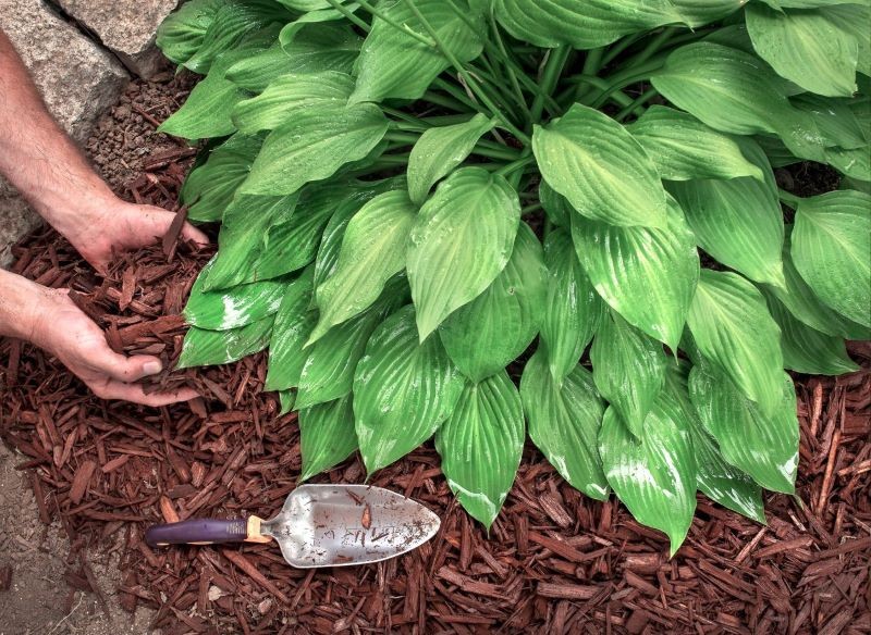 Glebę wokół funkii warto wyściółkować.