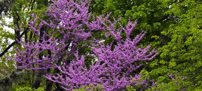 Jedno z najpiękniejszych wiosennych drzew - judaszowiec