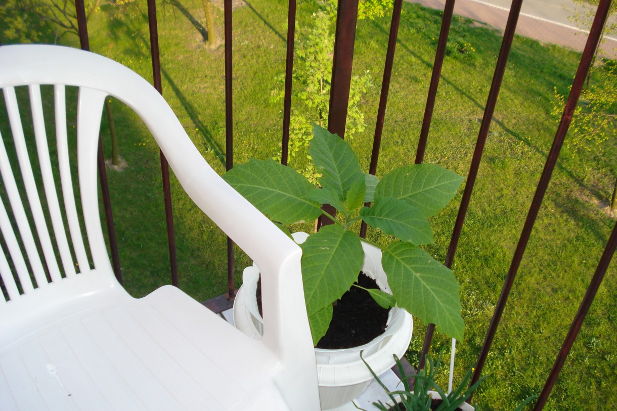 Pozostałe, datura