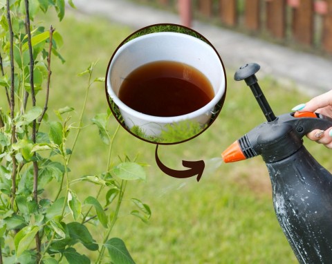 Herbata kompostowa – jak ją robić krok po kroku? Ekologiczny nawóz dla roślin