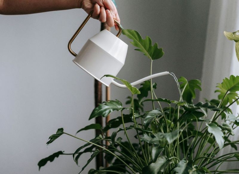 W miesiącach zimowych rośliny wymagają rzadszego podlewania. Fot. CanvaPro