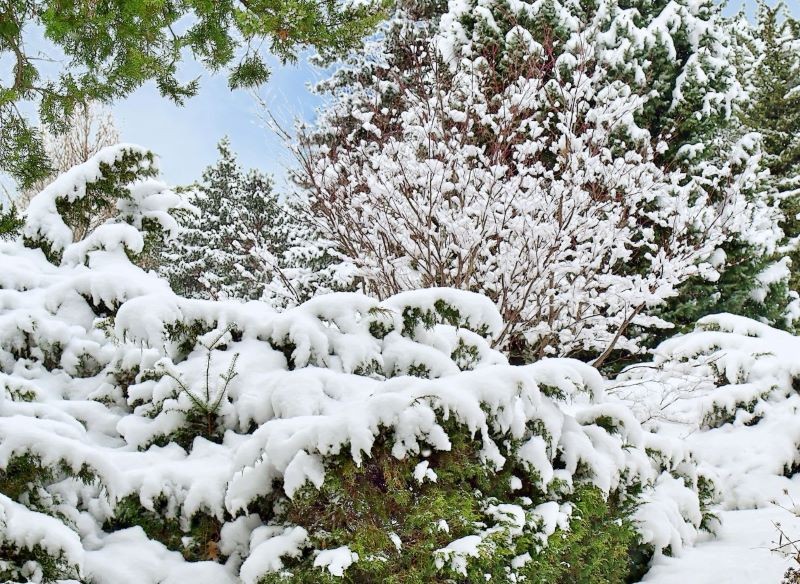 Rośliny zimozielone potrzebują wody również podczas najchłodniejszych dni w roku.