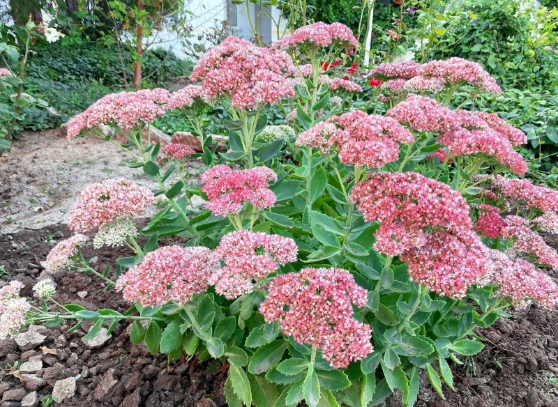 uprawa rozchodnika karpackiego