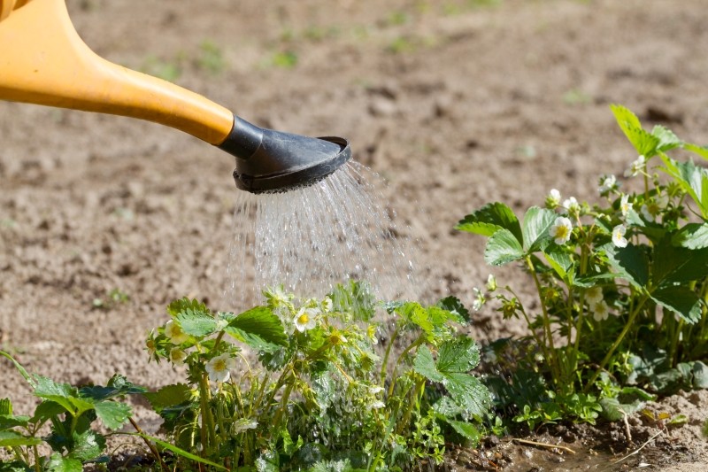 nawóz z alg na zwiększenie zawiązywania owoców