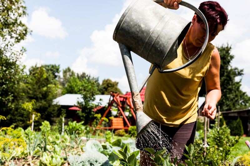 Nawozem z trawy podlewamy dynie, ogórki i cukinie co 7-10 dni.