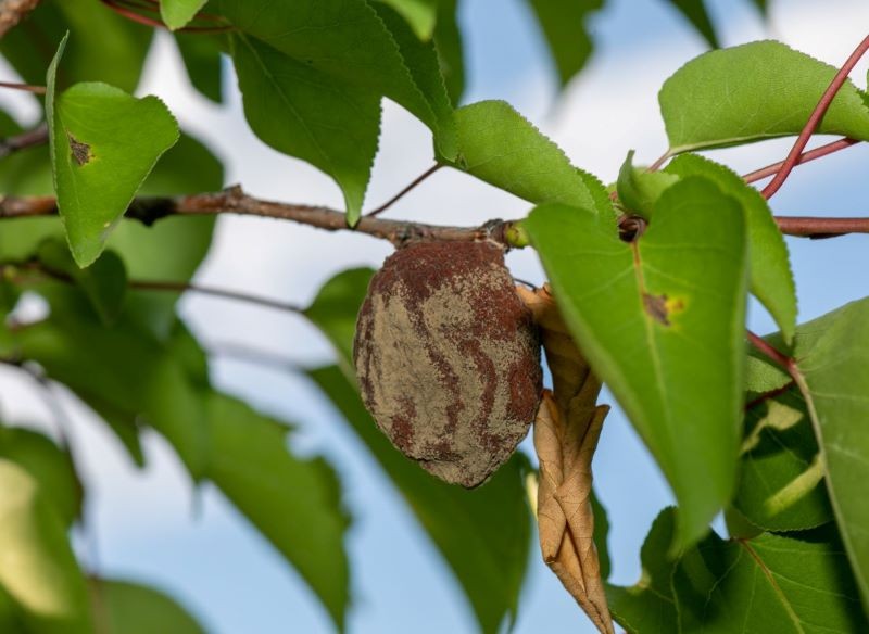 Brunatna zgnilizna drzew pestkowych dotyka m.in. morele.