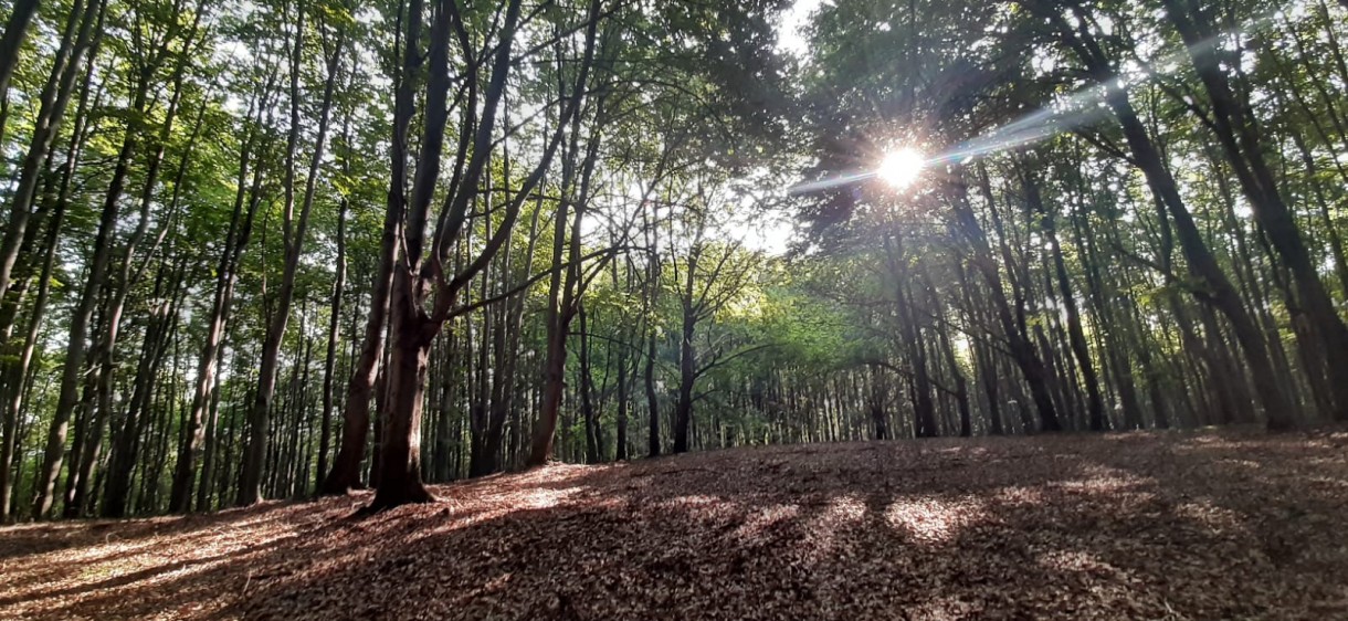 Leśne klimaty, Las bukowy