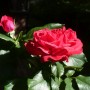 Pozostałe, Lato................ - .............w końcu róż mam pod dostatkiem ...............teraz wszystkie kwitną i cieszą ...............i pachną.................