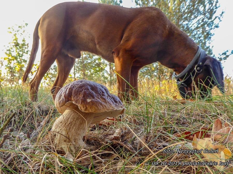 Leśne klimaty, Poniatowa grzyby - Poniatowa grzyby - foto.Krzysztof Goleń