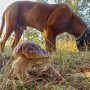 Leśne klimaty, Poniatowa grzyby - Poniatowa grzyby - foto.Krzysztof Goleń