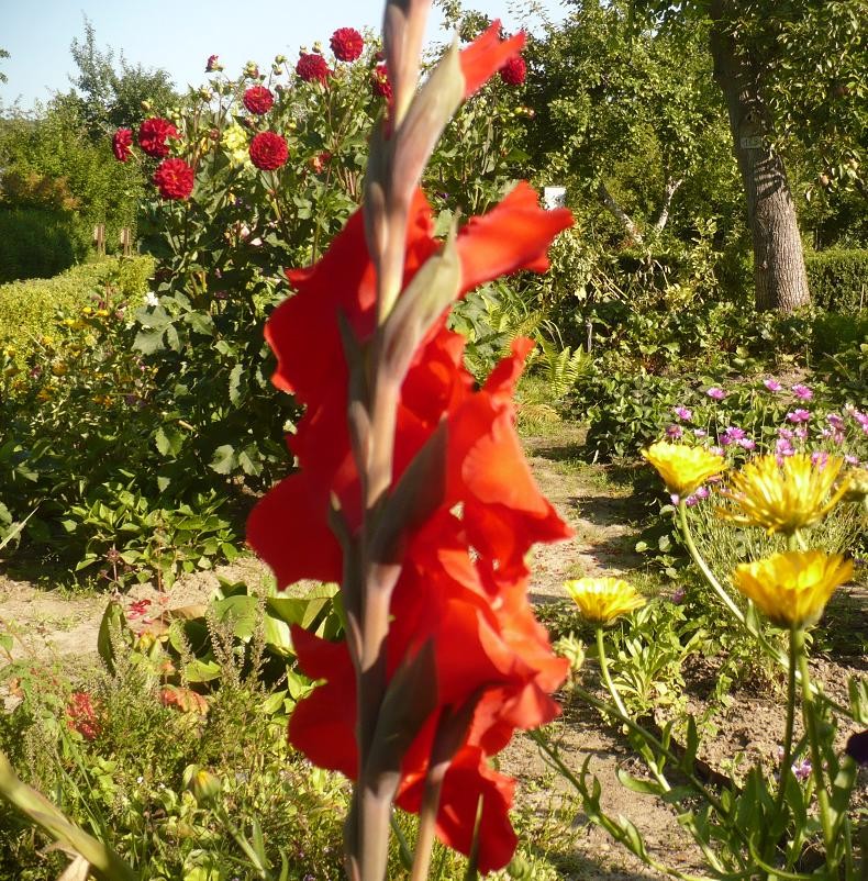 Pozostałe, Gladiole............i pałacowe fotki......... - ..........i gladiola czerwona............