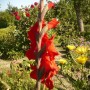 Pozostałe, Gladiole............i pałacowe fotki......... - ..........i gladiola czerwona............