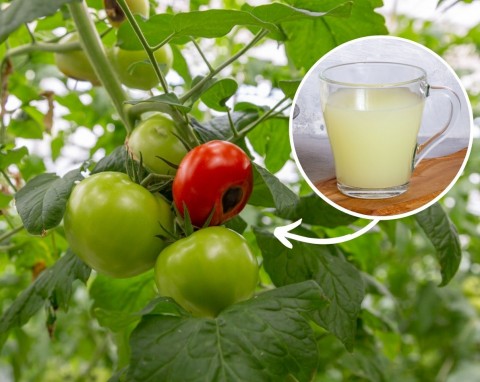 Niezawodna odżywka do pomidorów. Hamuje suchą zgniliznę wierzchołkową i podwaja plony