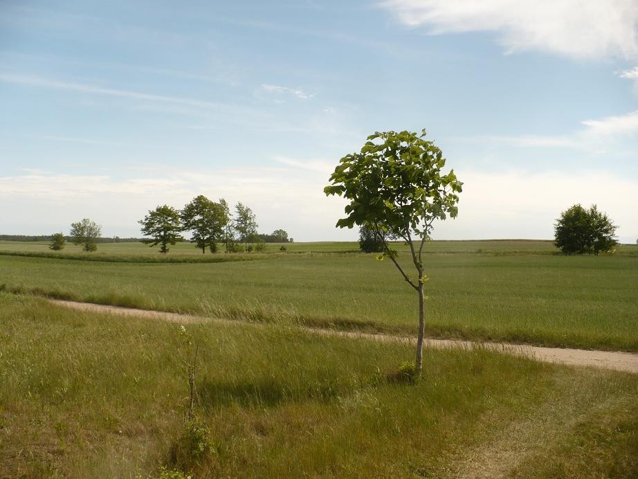 Pozostałe, Czerwcowe klimaty ......... - ..............i polna droga.............