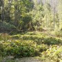 Pozostałe, Zakopane w foto - pigułce. Część piąta: Dolina Kościeliska. - Wywietrzysko Lodowe Źródło. Może nie będzie tego widać, ale musicie mi wierzyć na słowo: woda wypływa tu ze źródełka w trzech kierunkach. Jest bardzo czysta i bardzo zimna.