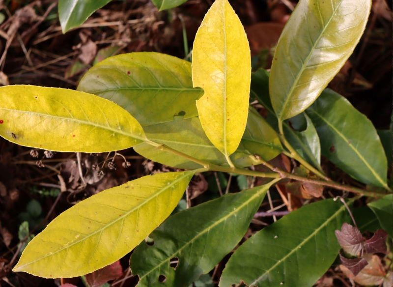 Zimą laurowiśnia mogła cierpieć na tzw. suszę fizjologiczną.