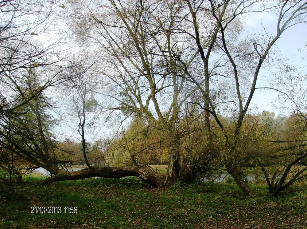 Pozostałe, PARK w ŚWIERKLAŃCU - ...tuż przy ziemi szumią cicho stare drzewa,