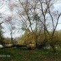 Pozostałe, PARK w ŚWIERKLAŃCU - ...tuż przy ziemi szumią cicho stare drzewa,