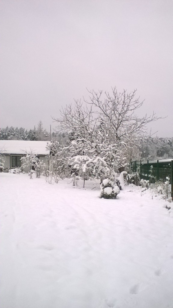 Ogród, Działka w zimowej odsłonie