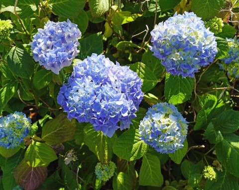 Zmiana koloru kwiatów hortensji na niebieski, różowy lub fioletowy. Zrobisz to bez chemii, w naturalny sposób
