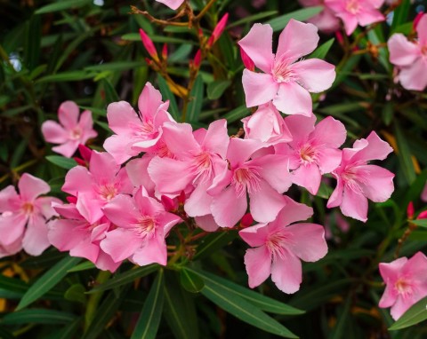 Idealne miejsce na przezimowanie oleandrów. Zadbaj o ważną rzecz, wiosną pięknie się wybudzą