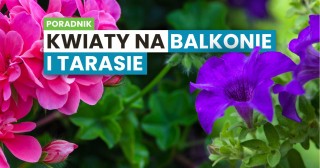 Kwiaty na balkonie i tarasie