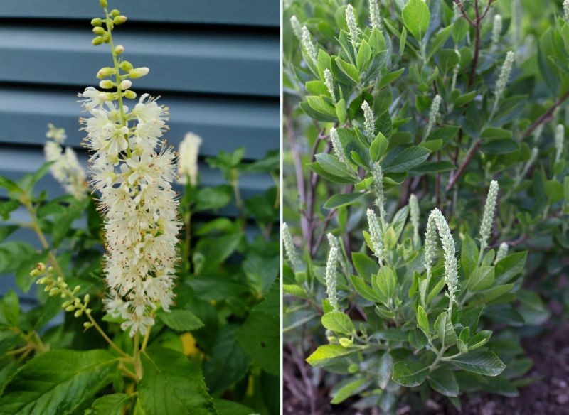 Uprawa orszeliny olcholistnej nie należy do kłopotliwych.