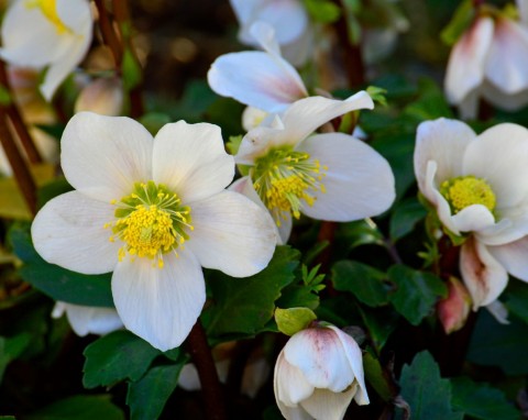 Zimowy król kwiatów doniczkowych. Kwitnie do późnej wiosny i nie kaprysi jak grudnik