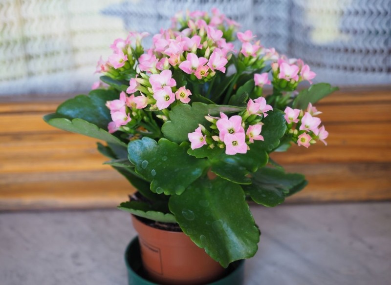 kalanchoe
