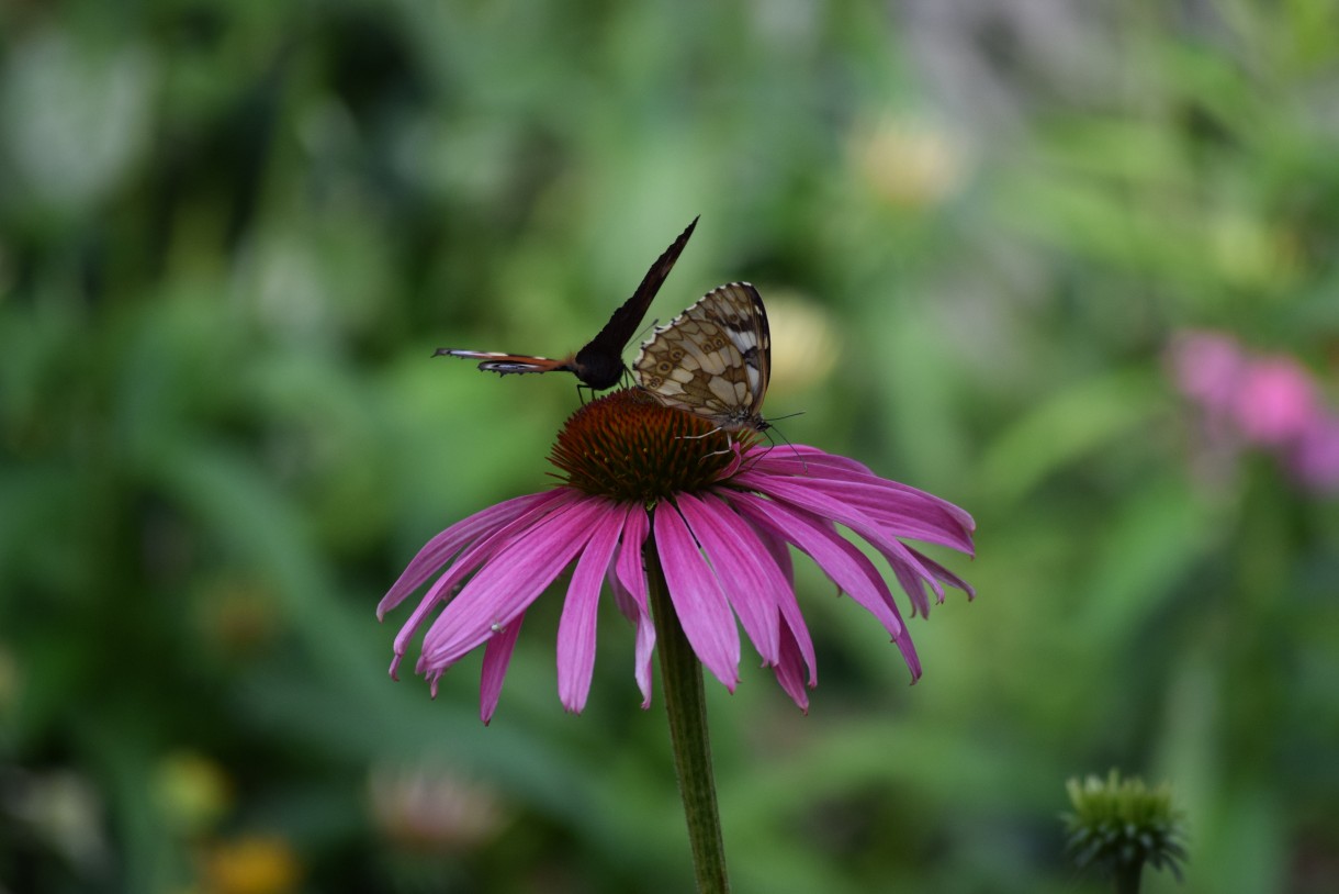 Rośliny, ECHINACEA...