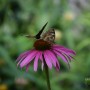 Rośliny, ECHINACEA...