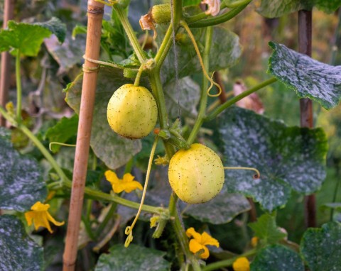 Smaczny, prawie bez pestek, nie ma goryczy. Ogórek 'Lemon' - wymagania i uprawa