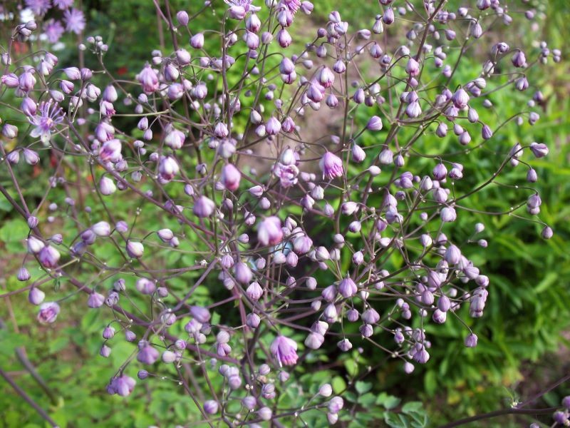 Rutewka Delavaya dorasta do nawet 180 cm wysokości. Fot. zanozaru/123RF.com