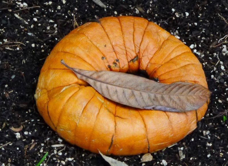 Dekoracje z warzyw po halloween lub lokalnych wydarzeniach doskonale nadają się na kompost.