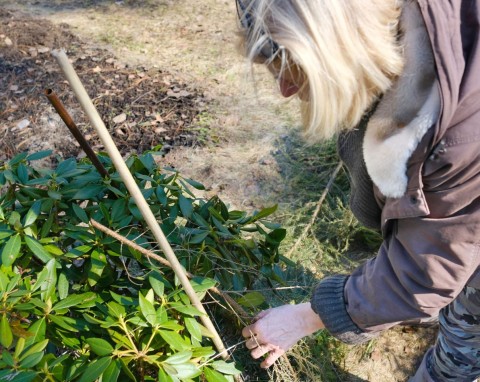 Rozłóż w kilku miejscach w ogrodzie. Szczury przestaną robić sobie kryjówki