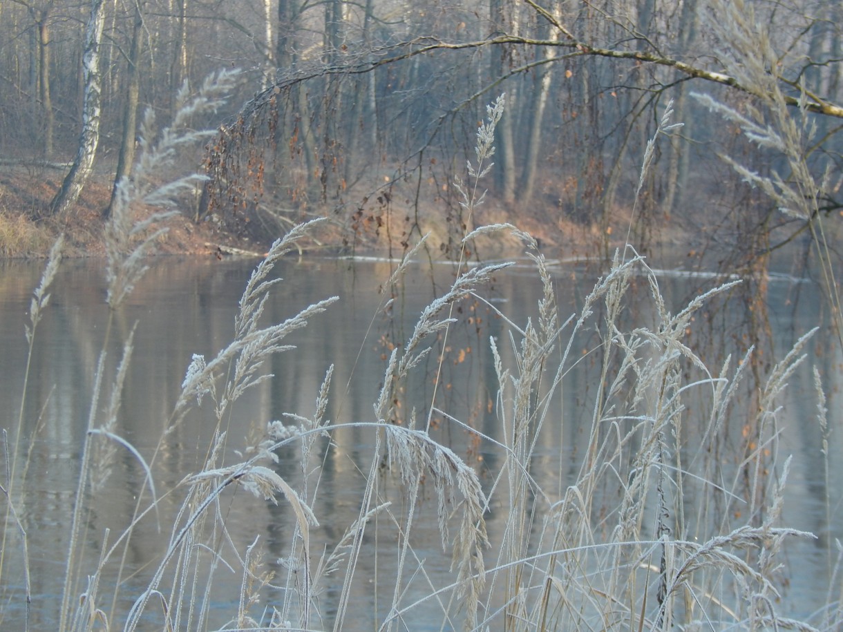 Pozostałe, SZRON