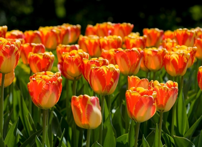 tulipany powtarzające kwitnienie