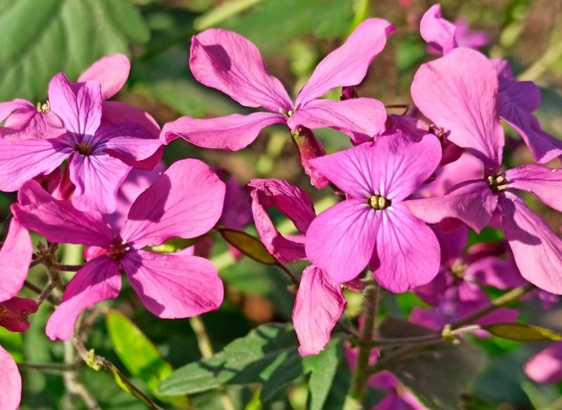 lunaria