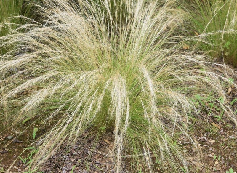 jak związać trawy ozdobne