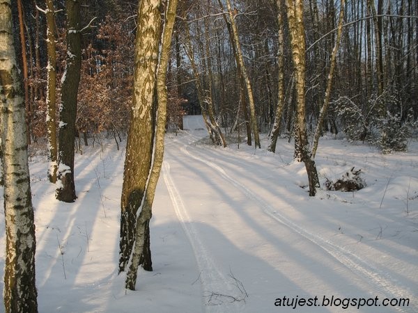 Leśne klimaty, Ogród w leśnym zaciszu - 3 część - Wjazd na działkę zimą.