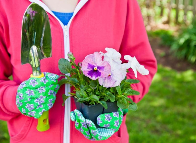 Bratki można sadzić na przełomie lutego i marca.