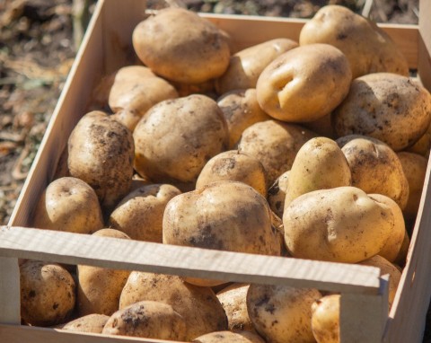 Prosty trik na przechowywanie ziemniaków. Wrzuć do skrzyni te liście, bulwy będą twarde i jędrne