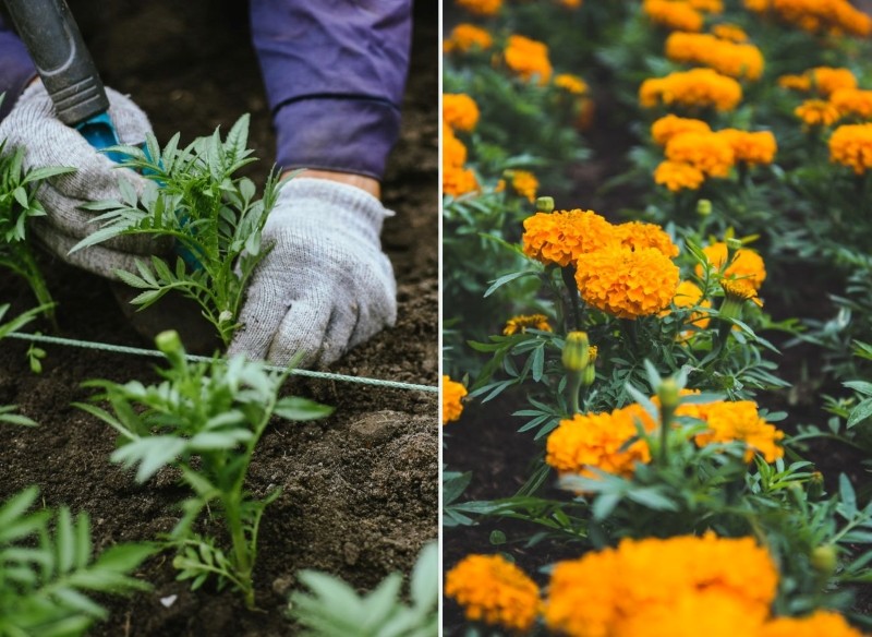 kiedy siać aksamitki