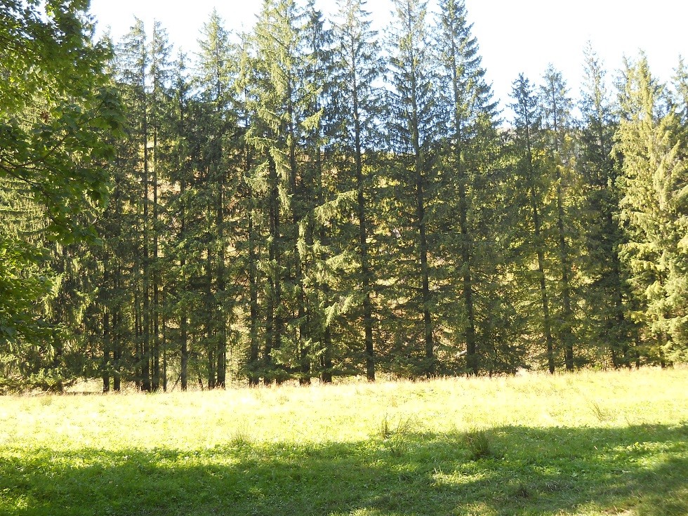 Pozostałe, Zakopane w foto - pigułce. Część piąta: Dolina Kościeliska. - widoczków c. d.