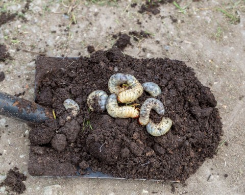 Działaj, nim pędraki zniszczą trawnik. Naturalny sposób na uciążliwe szkodniki w ogrodzie